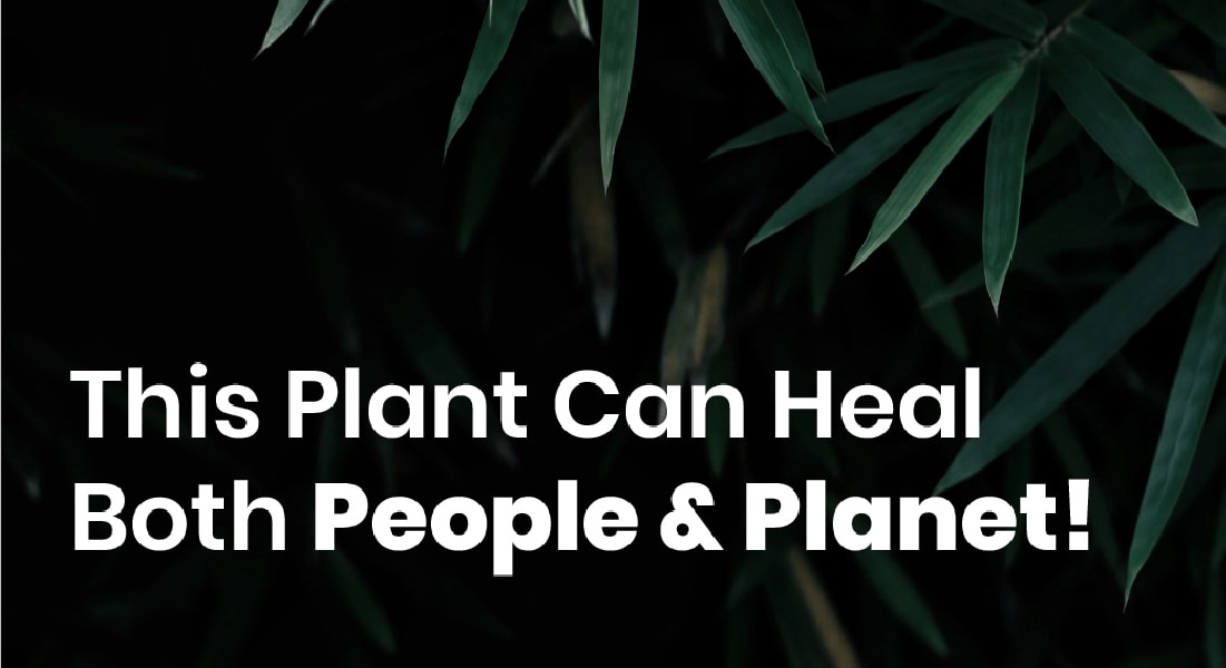 India Hemp Organics — Facebook Ads Marketing project